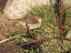 Willow Warbler