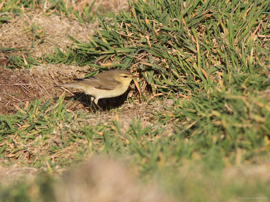 Willow Warbler, identification