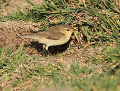 Willow Warbler