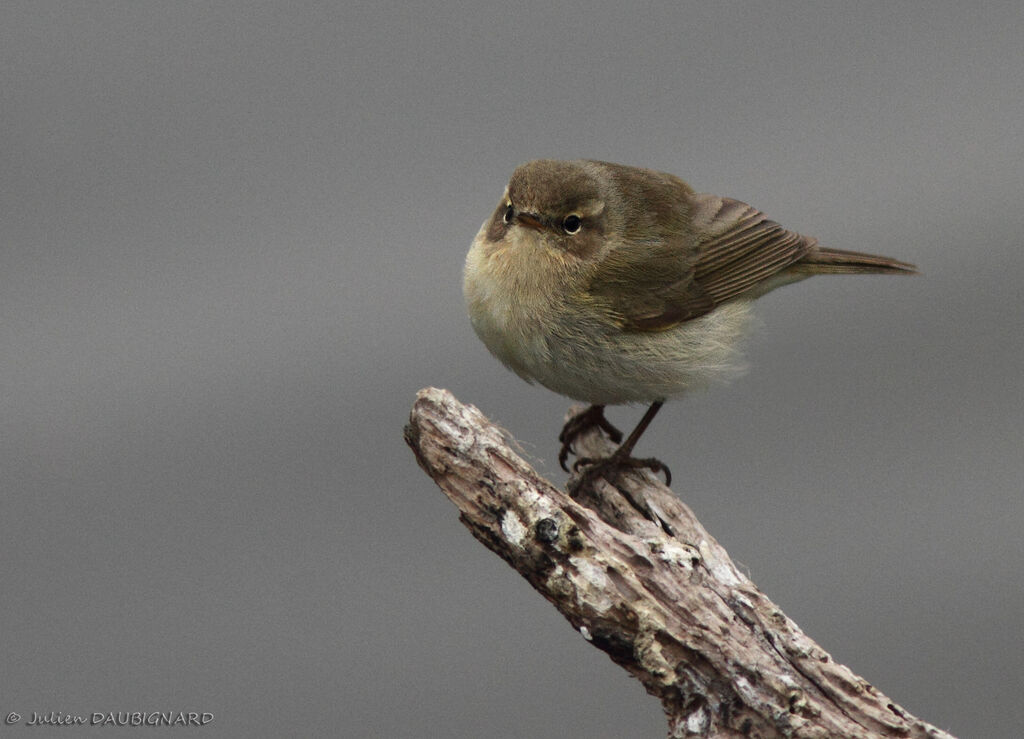 Common Chiffchaff