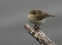 Common Chiffchaff