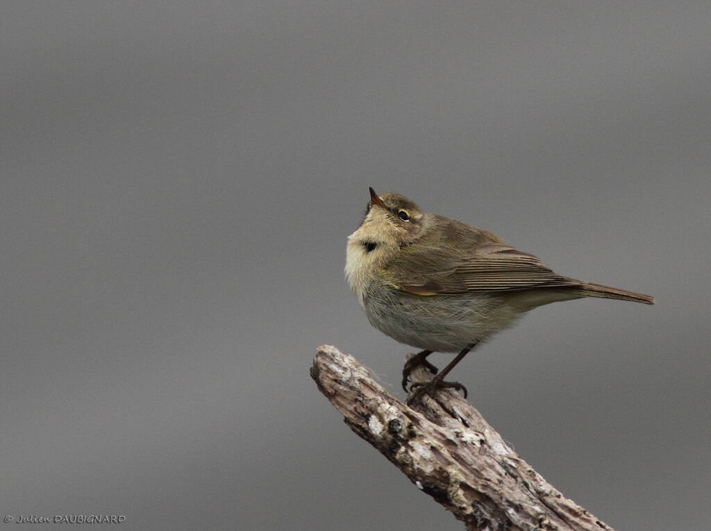 Pouillot véloce, identification