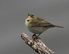 Common Chiffchaff