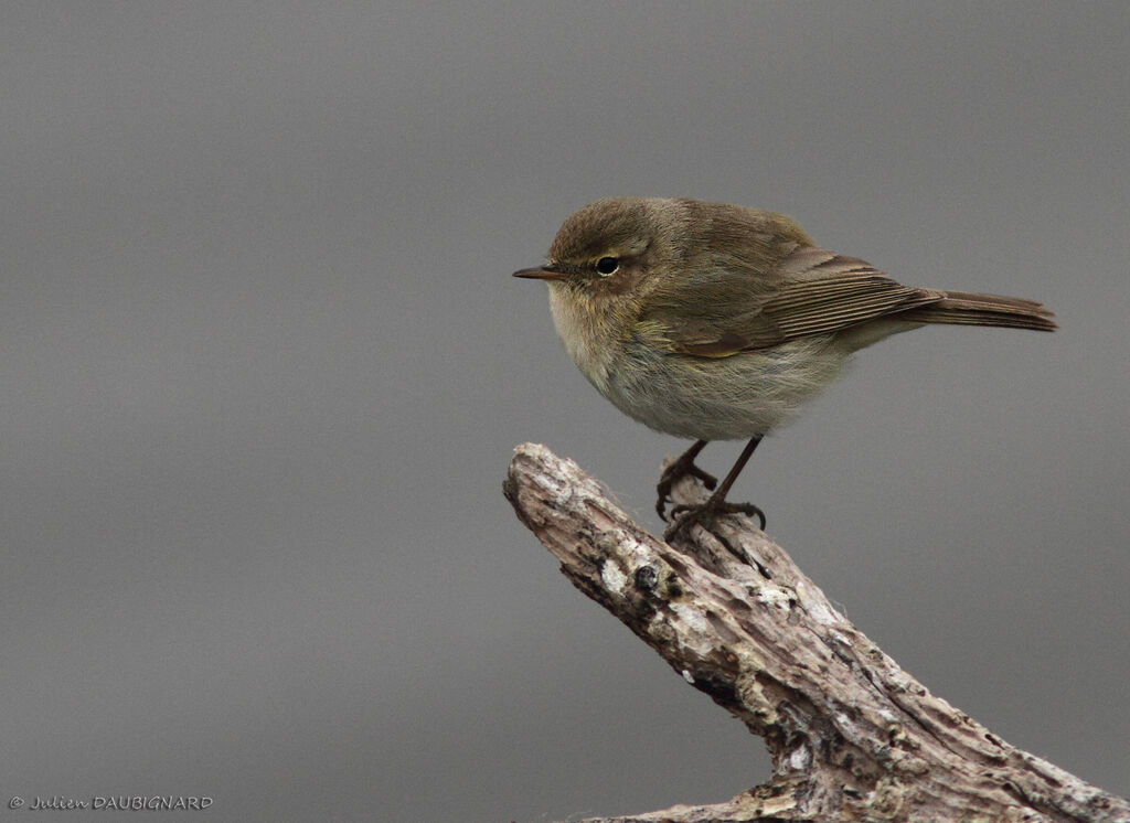 Common Chiffchaff, identification