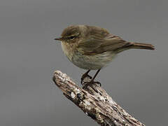 Common Chiffchaff