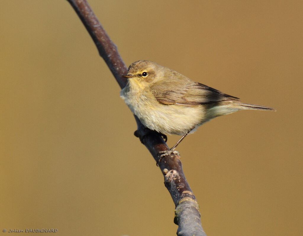 Pouillot véloce, identification