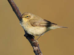 Common Chiffchaff