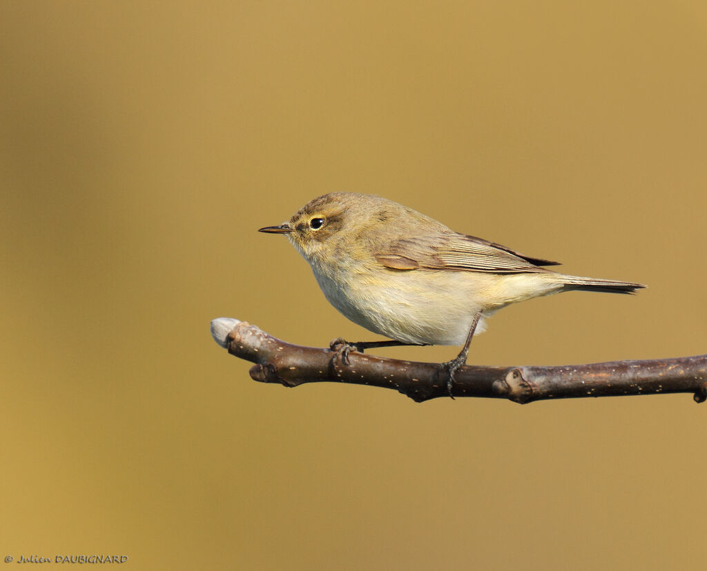 Pouillot véloce, identification