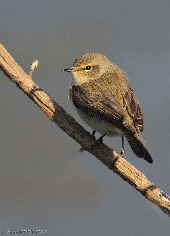 Pouillot véloce, identification