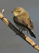 Common Chiffchaff