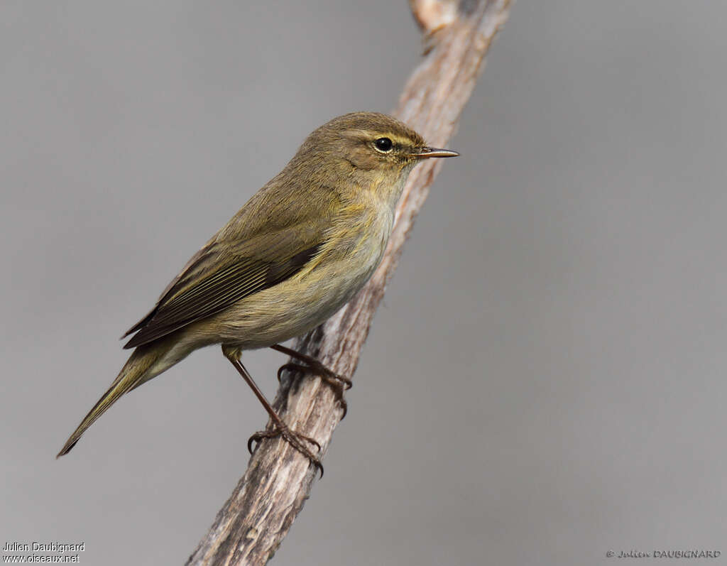 Common Chiffchaffadult, identification