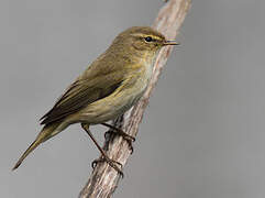 Common Chiffchaff