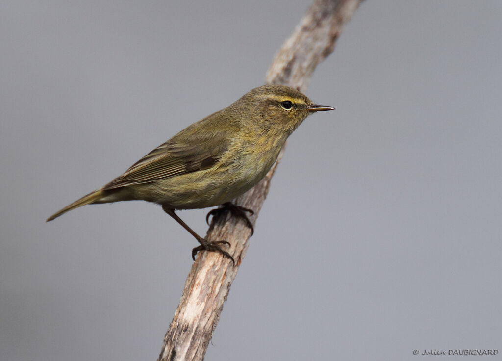 Common Chiffchaff, identification