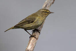 Common Chiffchaff