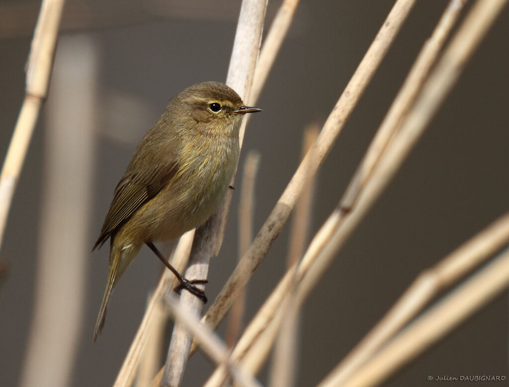 Pouillot véloce, identification