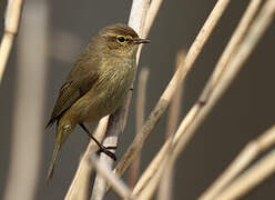 Common Chiffchaff