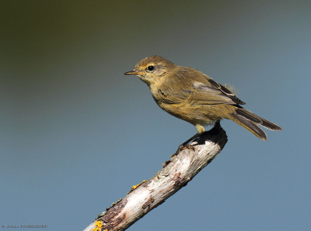 Pouillot véloce, identification