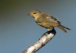 Common Chiffchaff