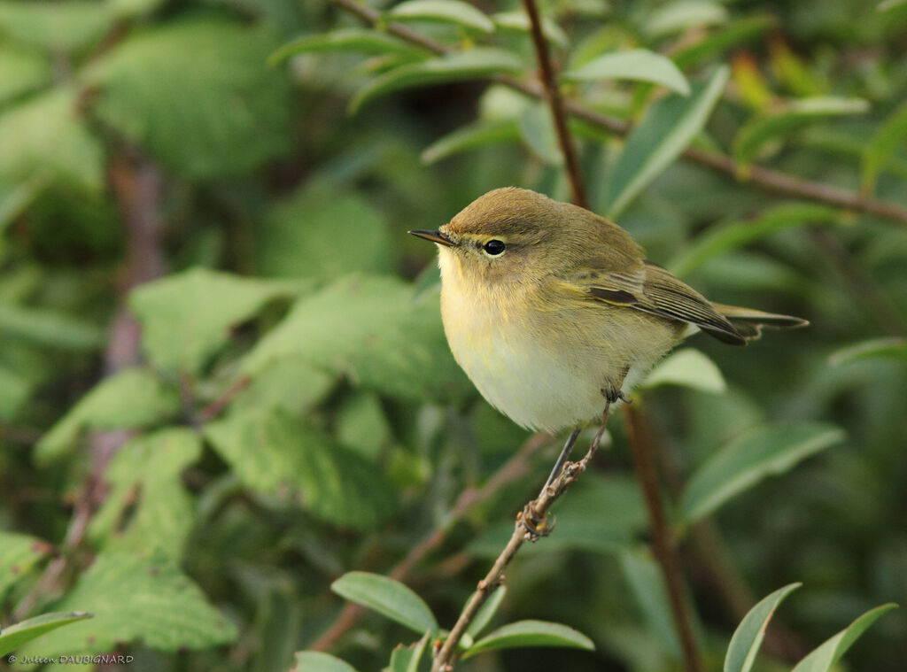 Pouillot véloce, identification