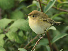 Common Chiffchaff