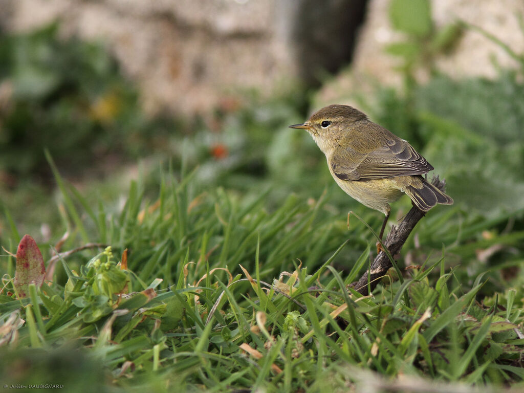 Pouillot véloce, identification