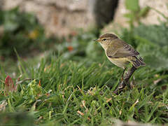 Common Chiffchaff