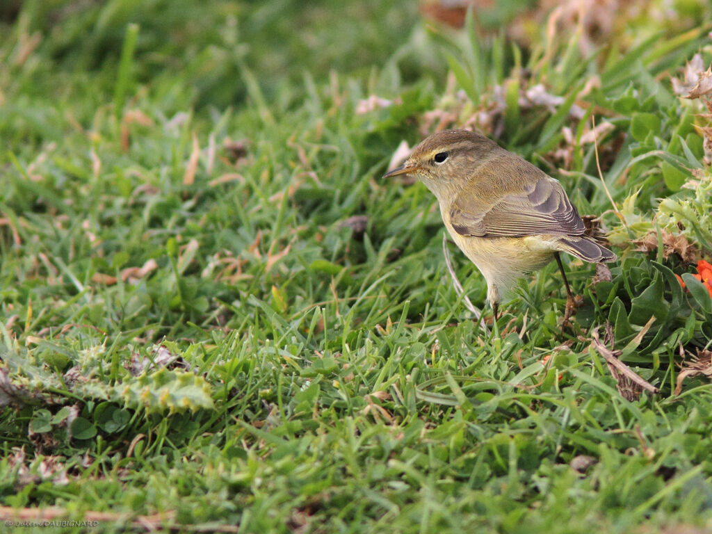 Pouillot véloce, identification