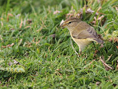 Common Chiffchaff