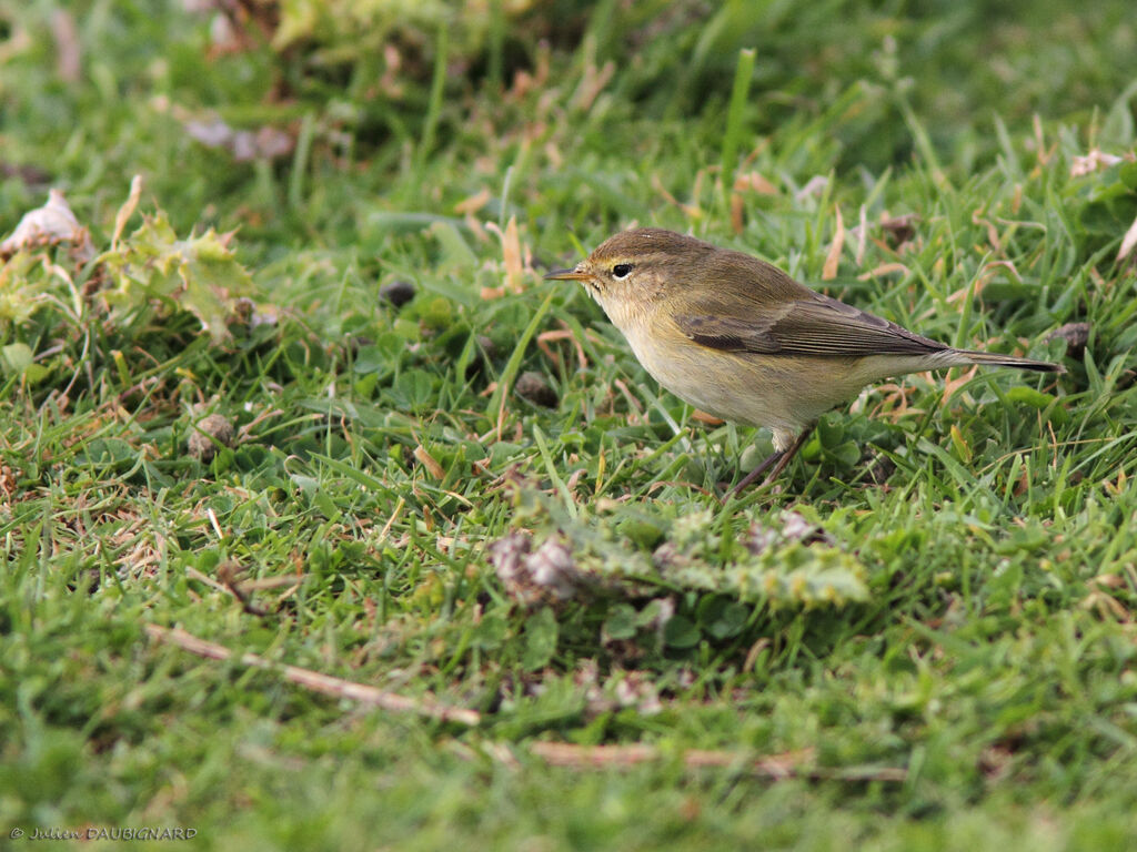 Pouillot véloce, identification