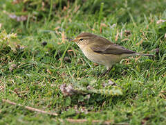 Common Chiffchaff