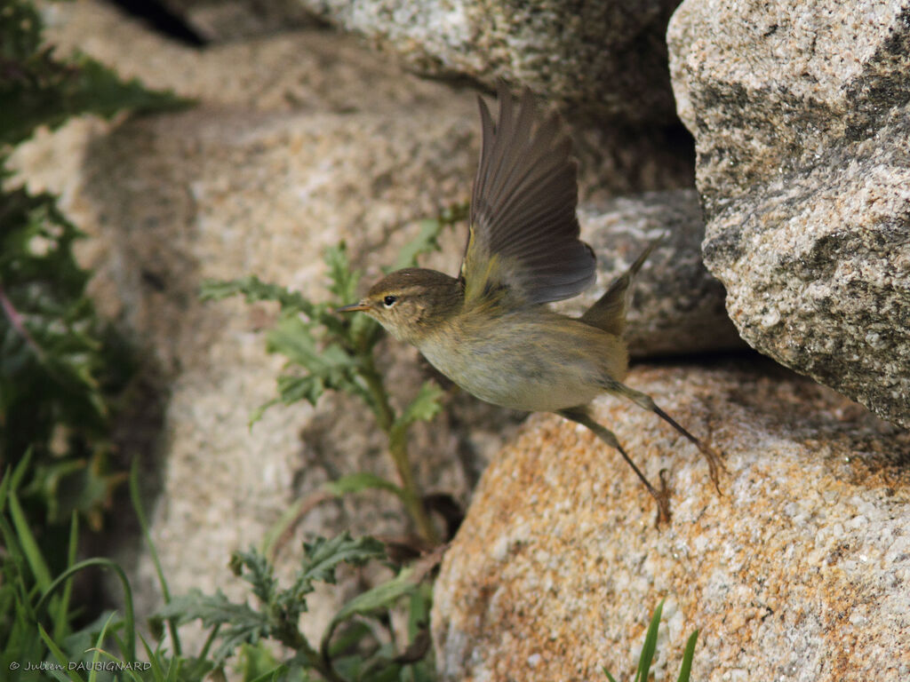 Pouillot véloce, identification