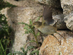 Common Chiffchaff