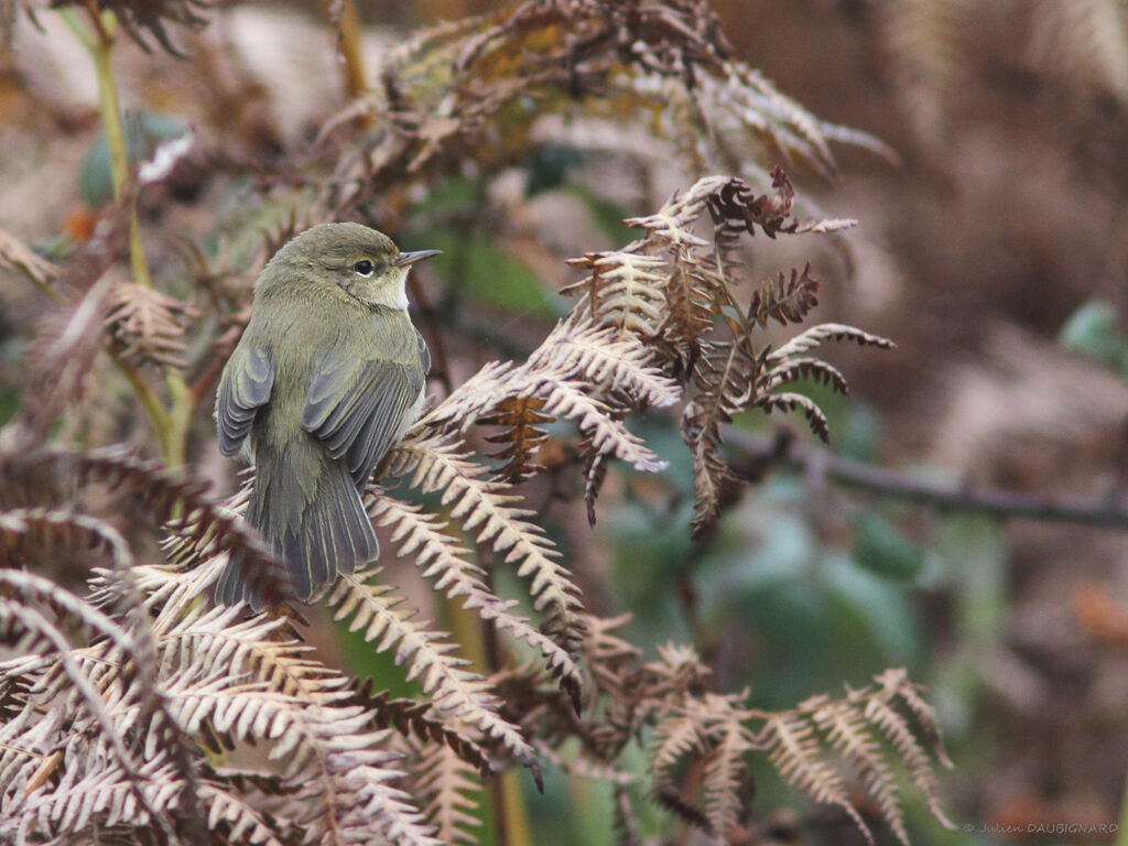 Pouillot véloce, identification