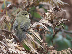 Common Chiffchaff