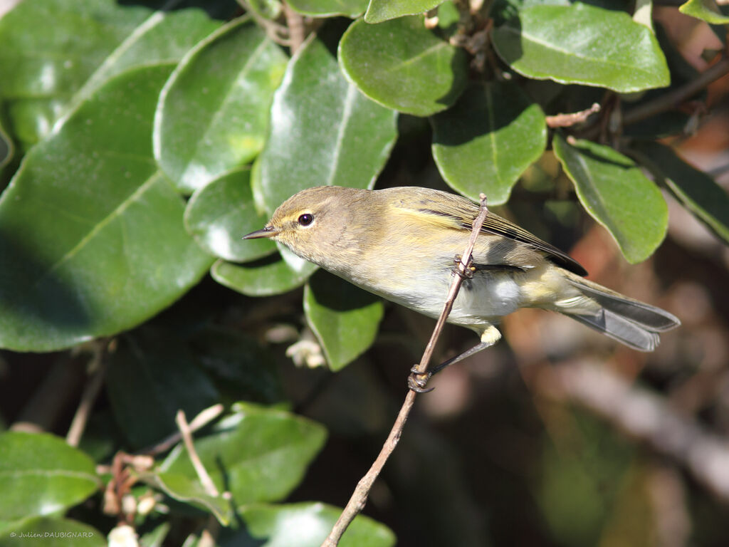 Common Chiffchaff, identification