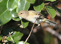 Common Chiffchaff