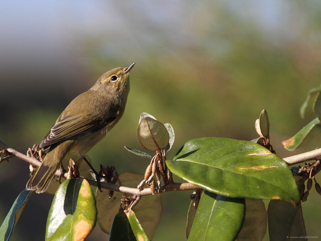 Pouillot véloce, identification