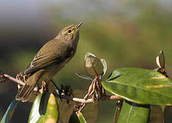 Common Chiffchaff