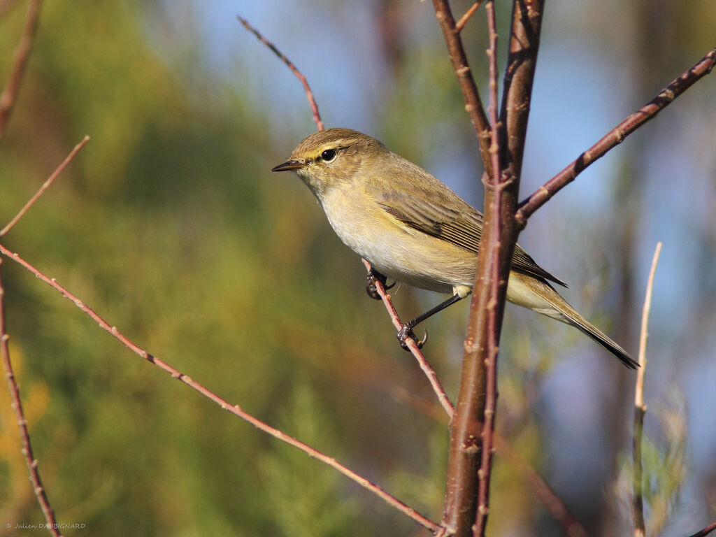 Pouillot véloce, identification