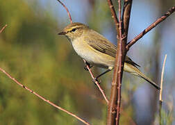 Common Chiffchaff