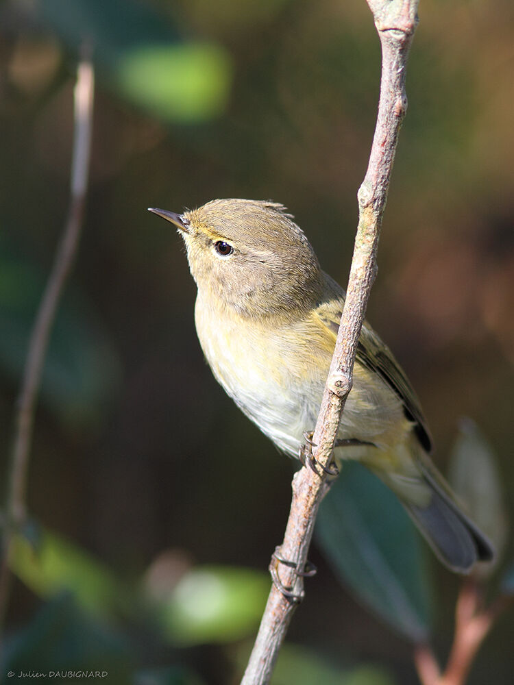 Common Chiffchaff