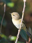 Common Chiffchaff