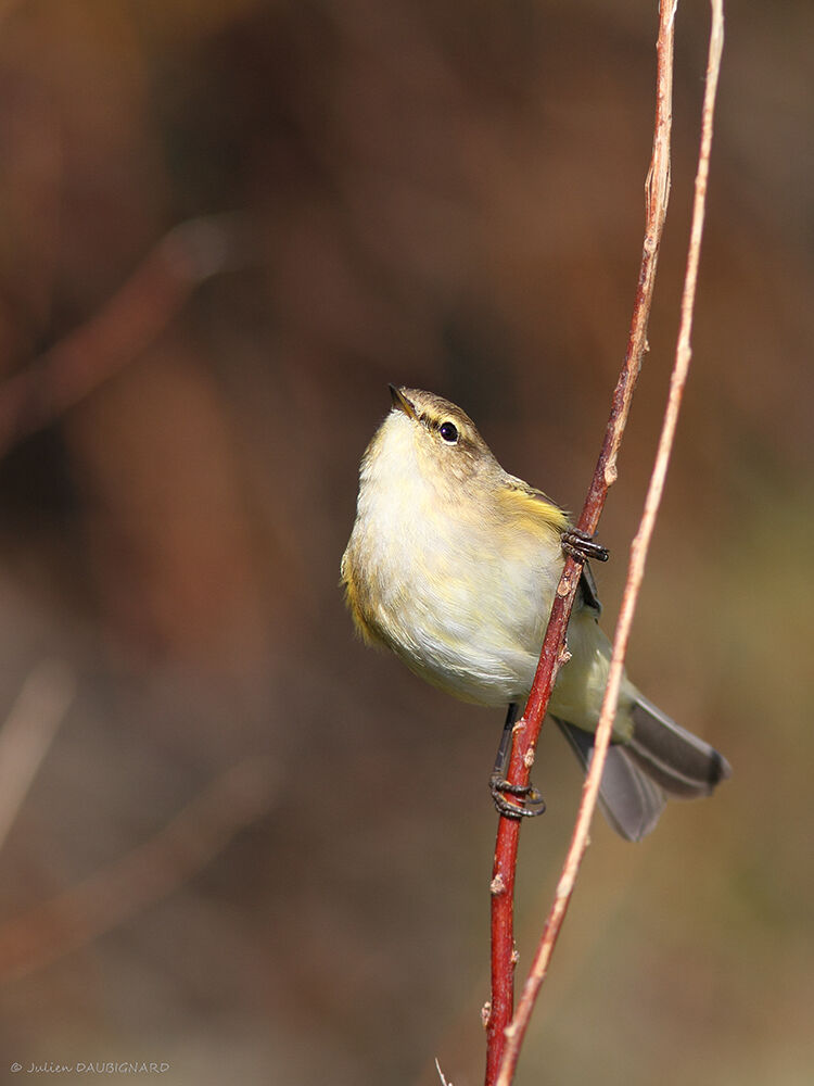 Pouillot véloce, identification