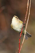 Common Chiffchaff