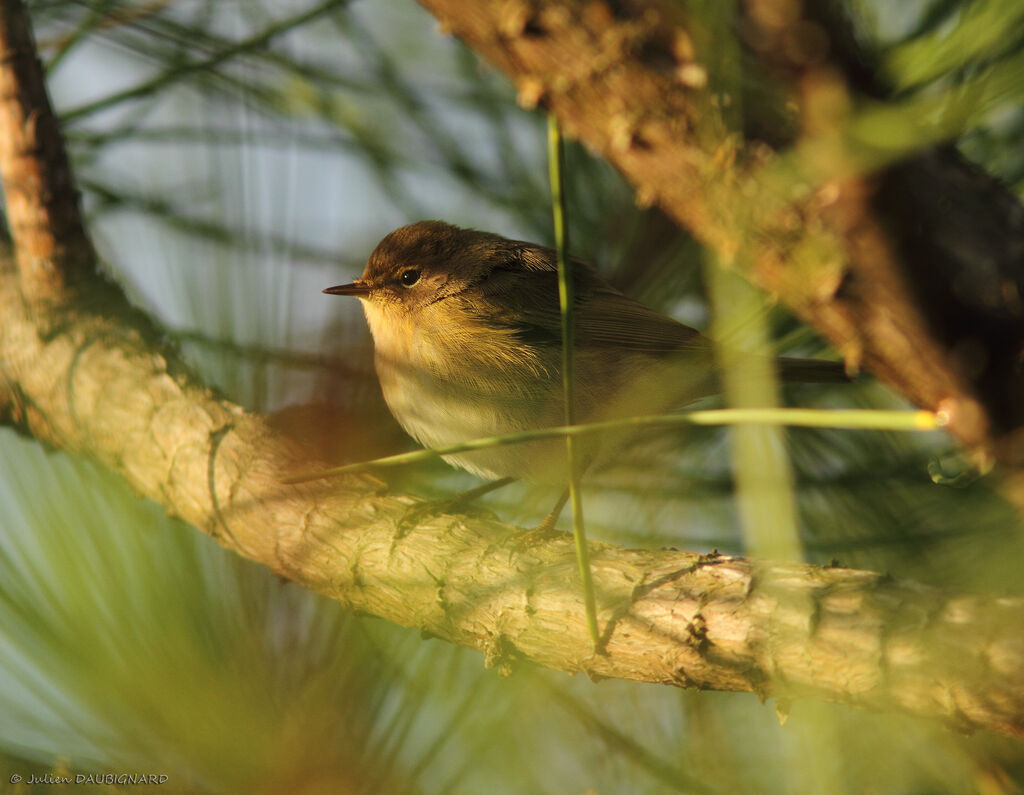 Common Chiffchaff, identification