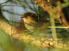 Common Chiffchaff