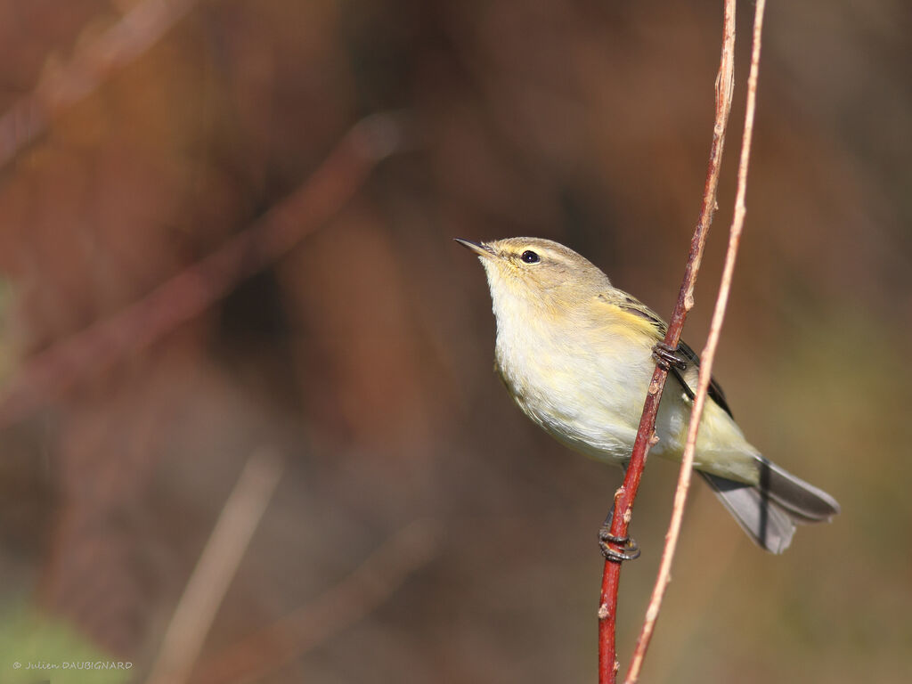 Pouillot véloce, identification