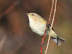 Common Chiffchaff