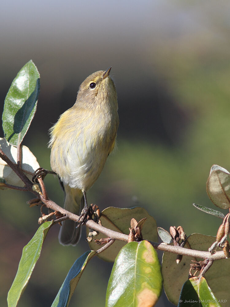 Common Chiffchaff, identification