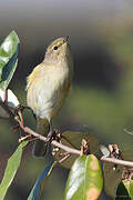 Common Chiffchaff